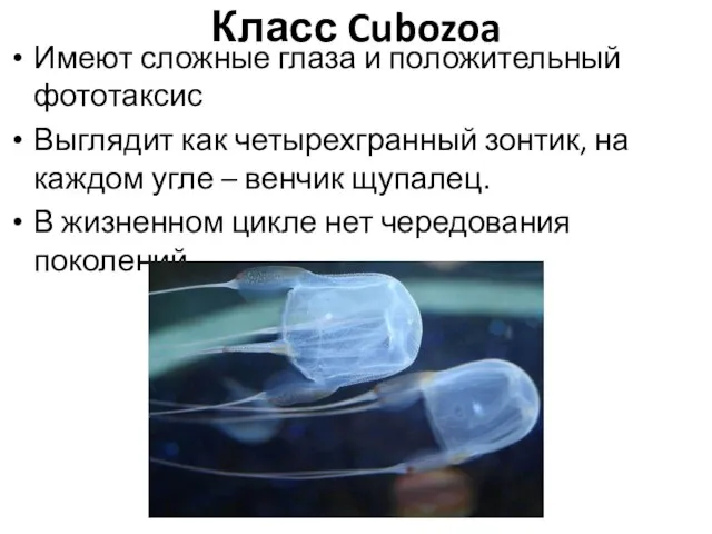 Класс Cubozoa Имеют сложные глаза и положительный фототаксис Выглядит как четырехгранный