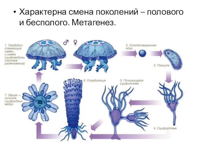 Характерна смена поколений – полового и бесполого. Метагенез.