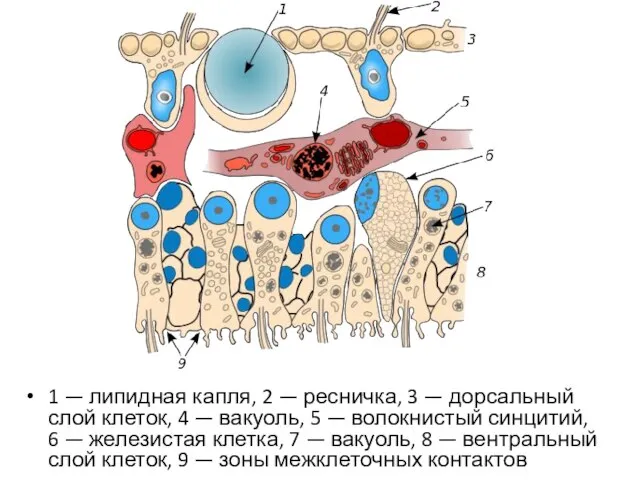 1 — липидная капля, 2 — ресничка, 3 — дорсальный слой