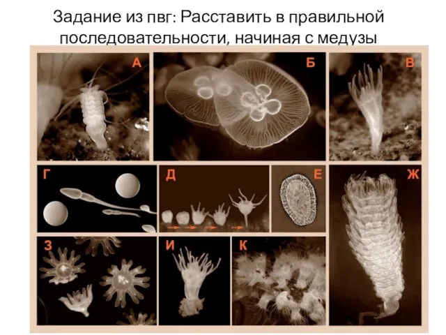 Задание из пвг: Расставить в правильной последовательности, начиная с медузы