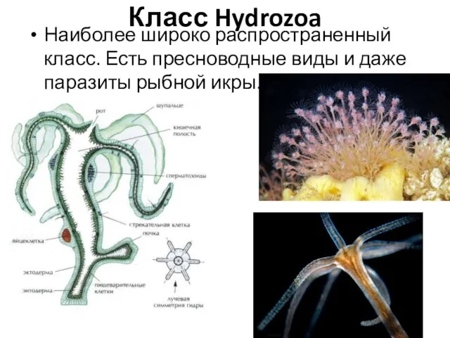 Класс Hydrozoa Наиболее широко распространенный класс. Есть пресноводные виды и даже паразиты рыбной икры.