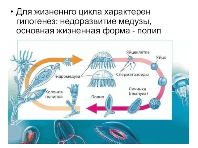 Для жизненнго цикла характерен гипогенез: недоразвитие медузы, основная жизненная форма - полип