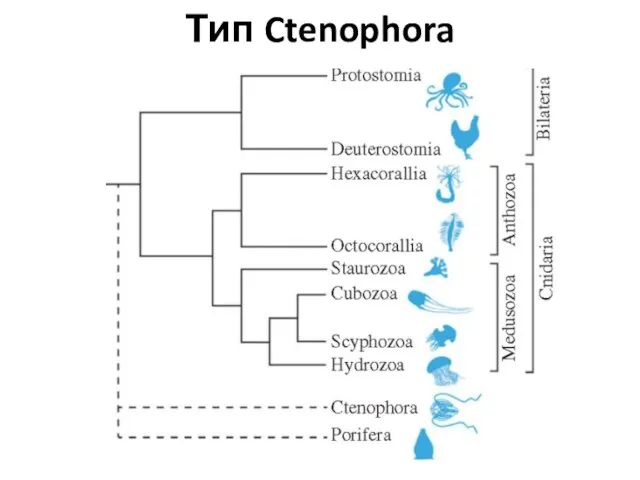 Тип Ctenophora