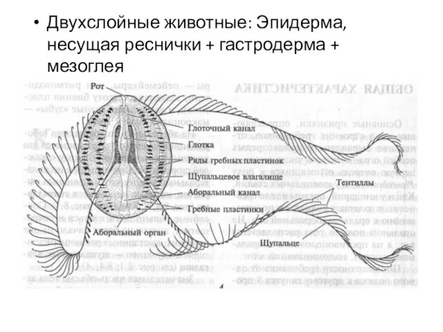 Двухслойные животные: Эпидерма, несущая реснички + гастродерма + мезоглея