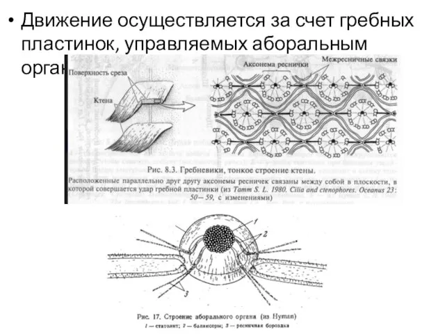 Движение осуществляется за счет гребных пластинок, управляемых аборальным органом