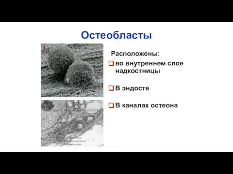 Остеобласты Расположены: во внутреннем слое надкостницы В эндосте В каналах остеона