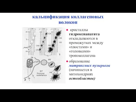 кальцификация коллагеновых волокон кристаллы гидроксиапатита откладываются в промежутках между «хвостами» и