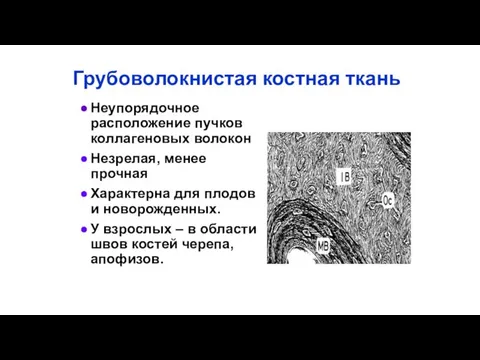 Грубоволокнистая костная ткань Неупорядочное расположение пучков коллагеновых волокон Незрелая, менее прочная