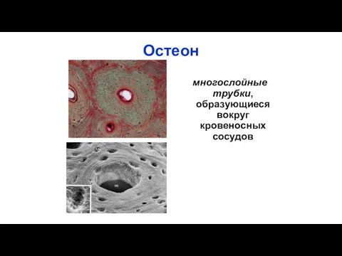 Остеон многослойные трубки, образующиеся вокруг кровеносных сосудов