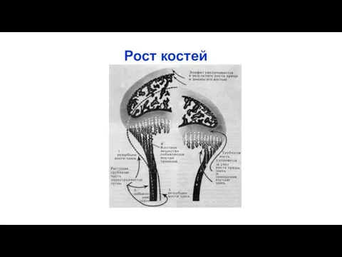 Рост костей