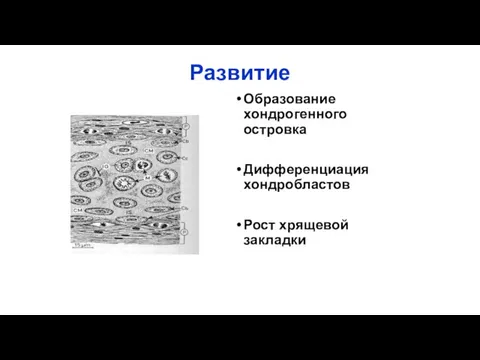 Развитие Образование хондрогенного островка Дифференциация хондробластов Рост хрящевой закладки