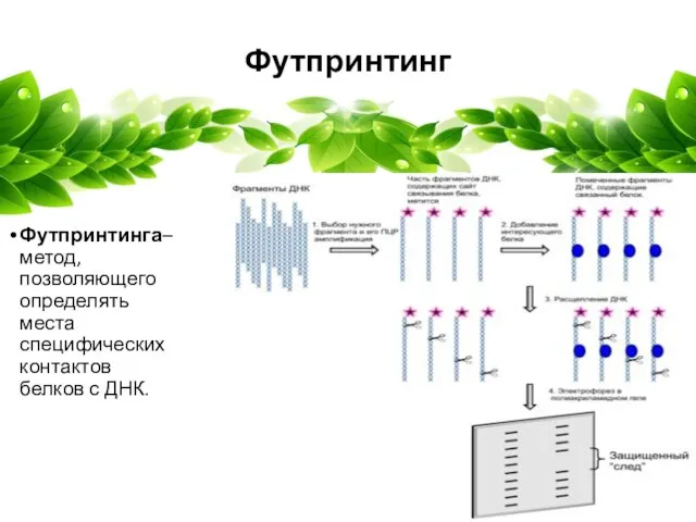 Футпринтинг Футпринтинга– метод, позволяющего определять места специфических контактов белков с ДНК.