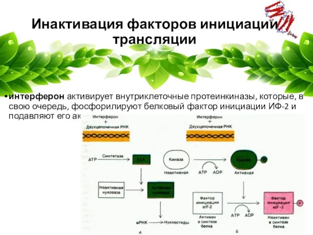 Инактивация факторов инициации трансляции интерферон активирует внутриклеточные протеинкиназы, которые, в свою