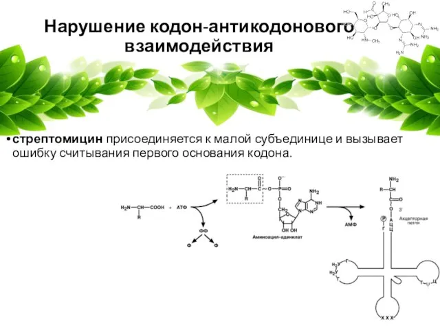 Нарушение кодон-антикодонового взаимодействия стрептомицин присоединяется к малой субъединице и вызывает ошибку считывания первого основания кодона.