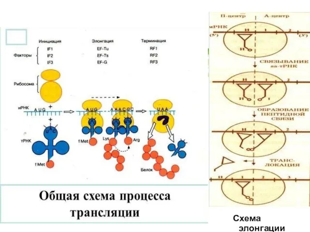 Схема элонгации