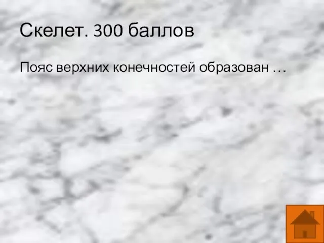 Скелет. 300 баллов Пояс верхних конечностей образован …