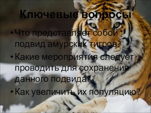 Ключевые вопросы Что представляет собой подвид амурских тигров? Какие мероприятия следует