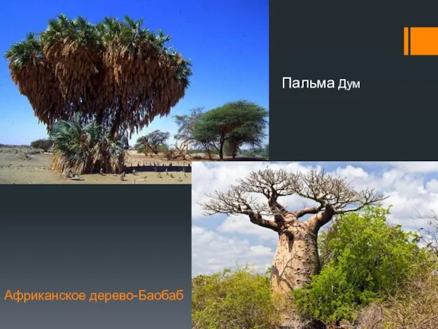Африканское дерево-Баобаб Пальма Дум