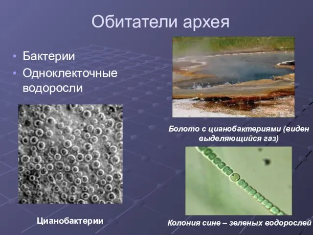 Обитатели архея Бактерии Одноклекточные водоросли Болото с цианобактериями (виден выделяющийся газ)