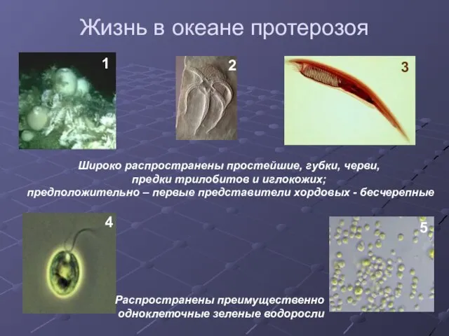 Жизнь в океане протерозоя Широко распространены простейшие, губки, черви, предки трилобитов