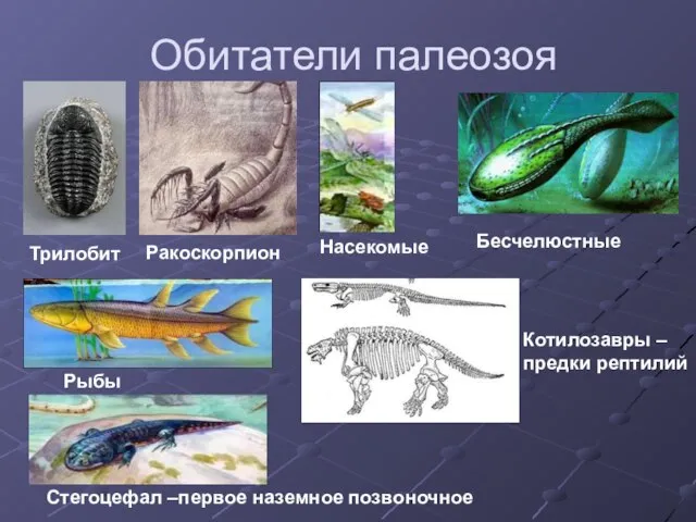 Обитатели палеозоя Трилобит Ракоскорпион Бесчелюстные Рыбы Стегоцефал –первое наземное позвоночное Котилозавры – предки рептилий Насекомые