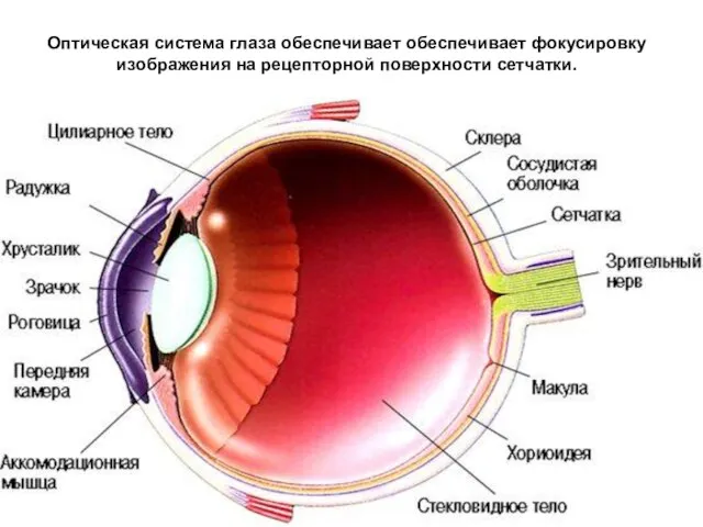 Оптическая система глаза обеспечивает обеспечивает фокусировку изображения на рецепторной поверхности сетчатки.