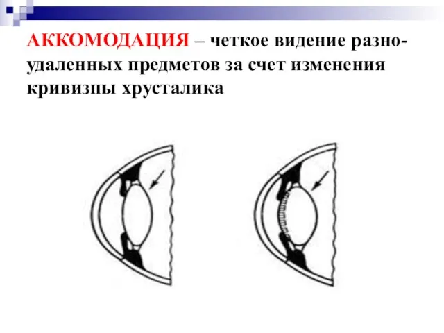 АККОМОДАЦИЯ – четкое видение разно-удаленных предметов за счет изменения кривизны хрусталика