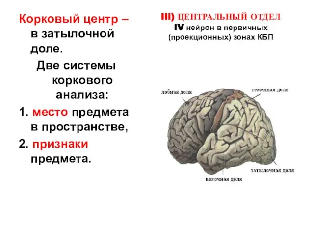 Корковый центр – в затылочной доле. Две системы коркового анализа: 1.