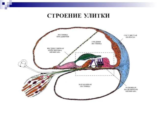 СТРОЕНИЕ УЛИТКИ