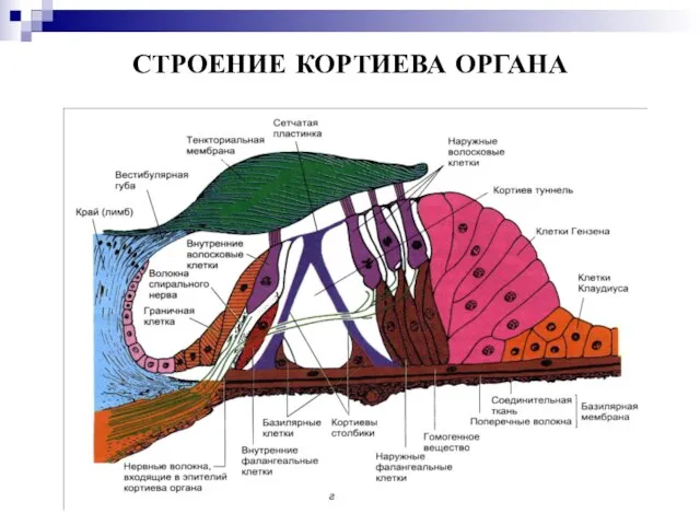 СТРОЕНИЕ КОРТИЕВА ОРГАНА