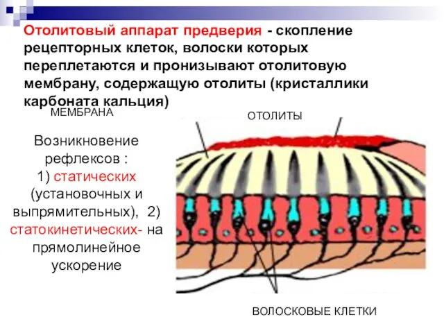 Отолитовый аппарат предверия - скопление рецепторных клеток, волоски которых переплетаются и