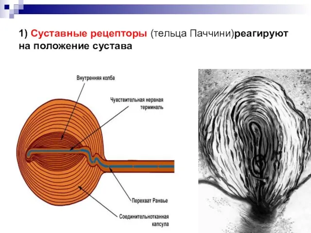 1) Суставные рецепторы (тельца Паччини)реагируют на положение сустава