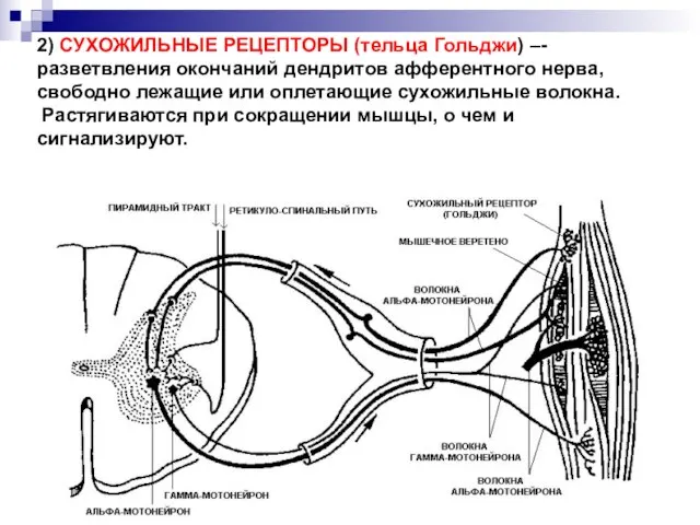 2) СУХОЖИЛЬНЫЕ РЕЦЕПТОРЫ (тельца Гольджи) –- разветвления окончаний дендритов афферентного нерва,