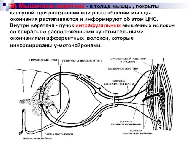 3) Мышечные веретена - в толще мышцы, покрыты капсулой, при растяжении