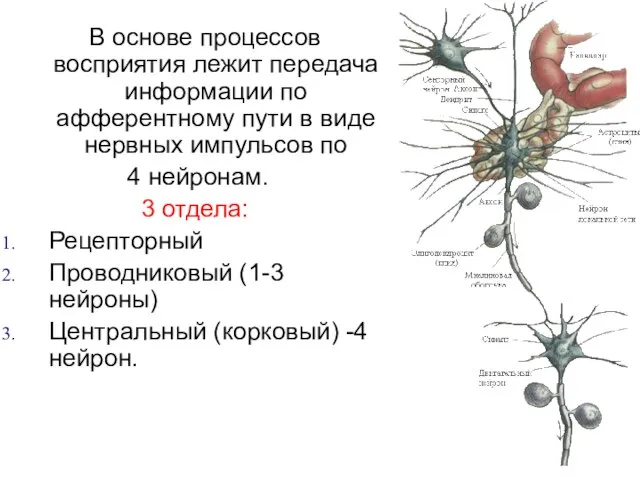 В основе процессов восприятия лежит передача информации по афферентному пути в