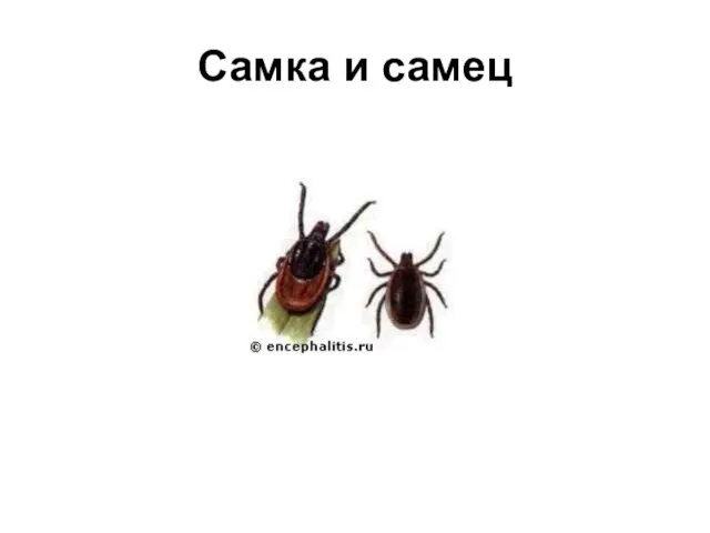 Самка и самец