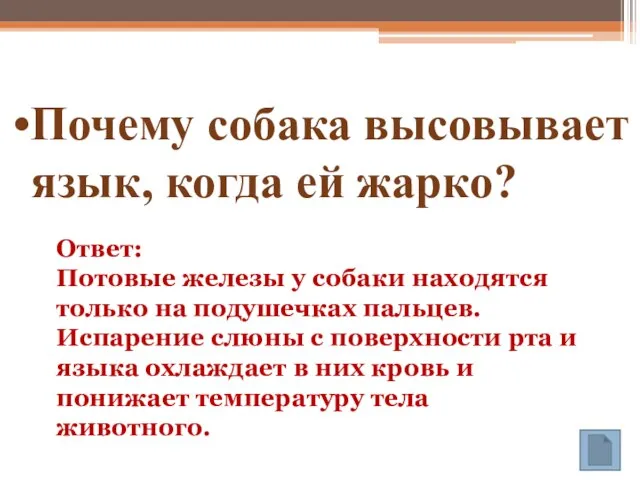 Почему собака высовывает язык, когда ей жарко? Ответ: Потовые железы у