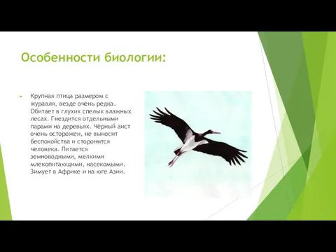 Особенности биологии: Крупная птица размером с журавля, везде очень редка. Обитает