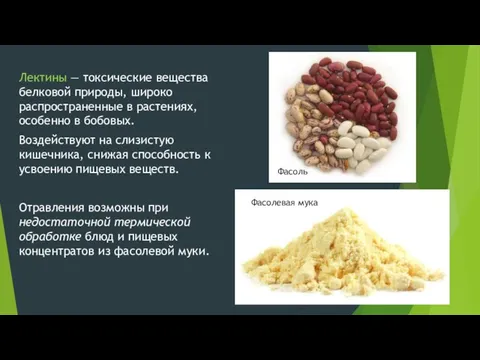 Лектины — токсические вещества белковой природы, широко распространенные в растениях, особенно