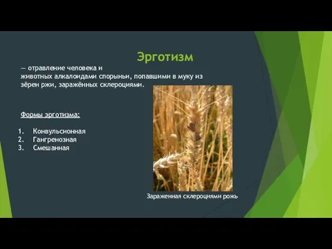 Эрготизм — отравление человека и животных алкалоидами спорыньи, попавшими в муку