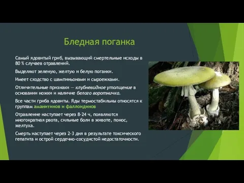 Бледная поганка Самый ядовитый гриб, вызывающий смертельные исходы в 80 %