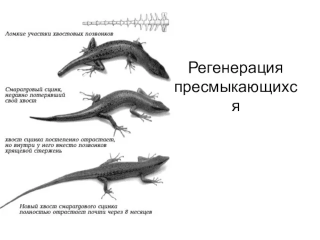 Регенерация пресмыкающихся