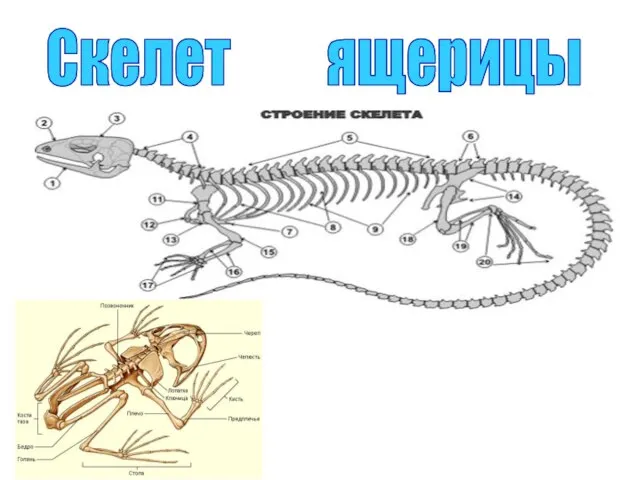 Скелет ящерицы