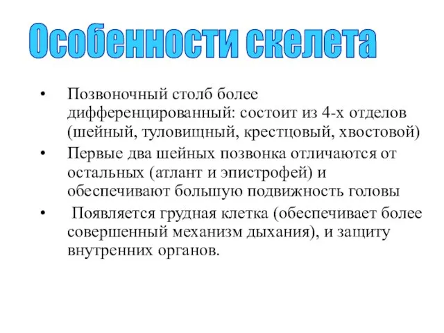 Особенности скелета Позвоночный столб более дифференцированный: состоит из 4-х отделов(шейный, туловищный,