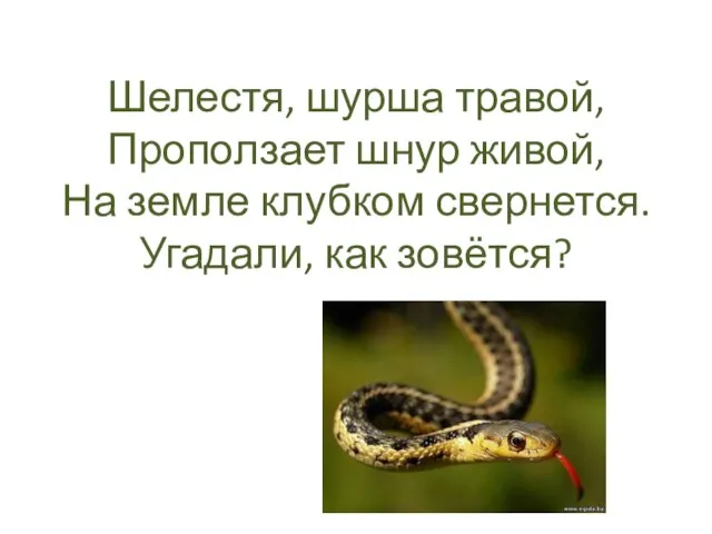 Шелестя, шурша травой, Проползает шнур живой, На земле клубком свернется. Угадали, как зовётся?