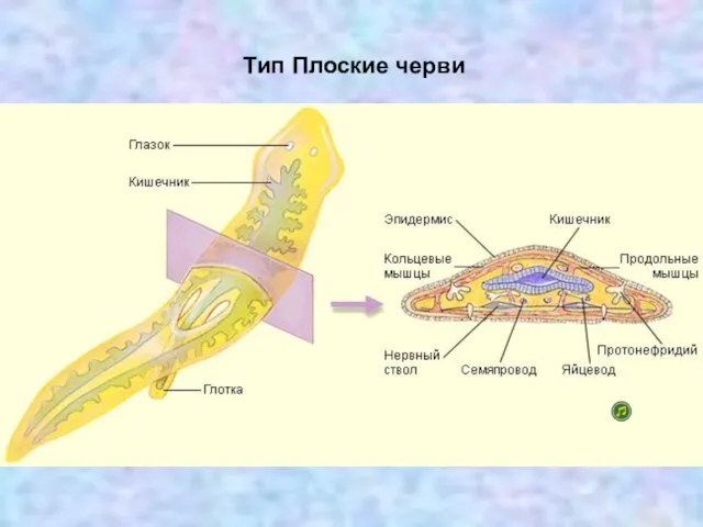 Тип Плоские черви