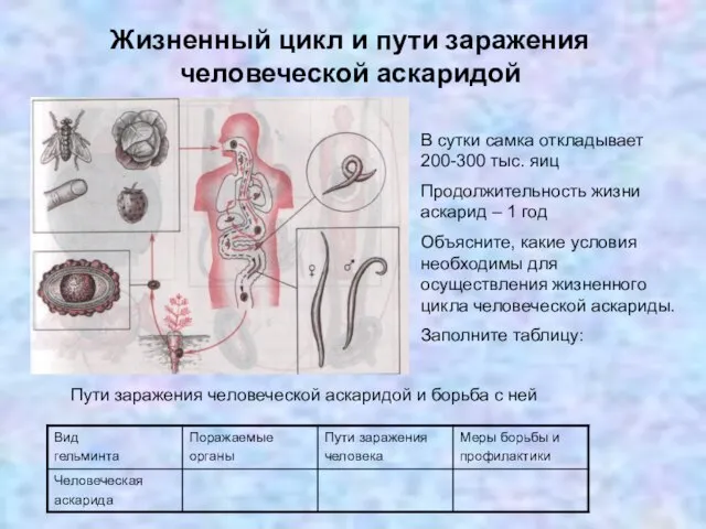 Жизненный цикл и пути заражения человеческой аскаридой В сутки самка откладывает