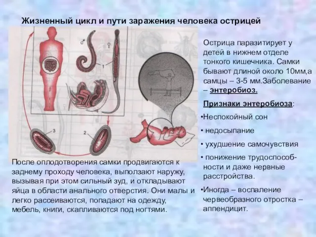 Жизненный цикл и пути заражения человека острицей Острица паразитирует у детей