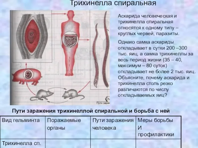 Трихинелла спиральная Пути заражения трихинеллой спиральной и борьба с ней Аскарида