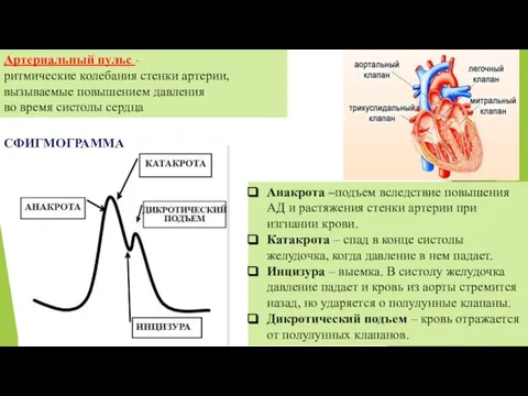 Артериальный пульс - ритмические колебания стенки артерии, вызываемые повышением давления во